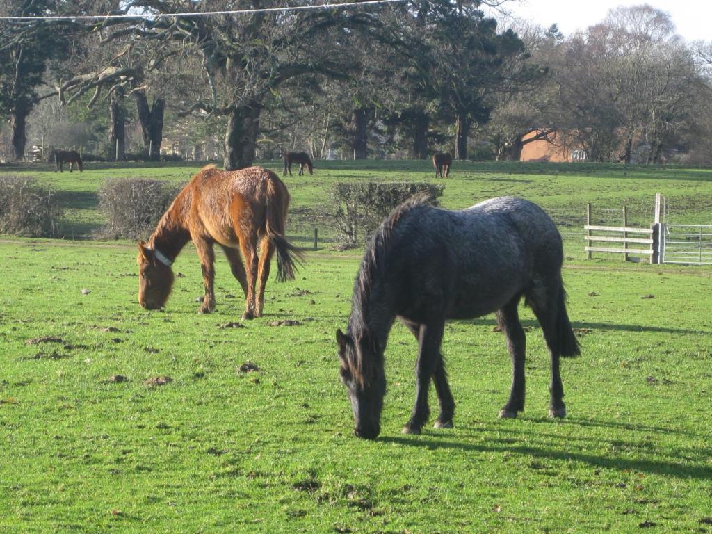 Whitemoor House B&B Lyndhurst Buitenkant foto