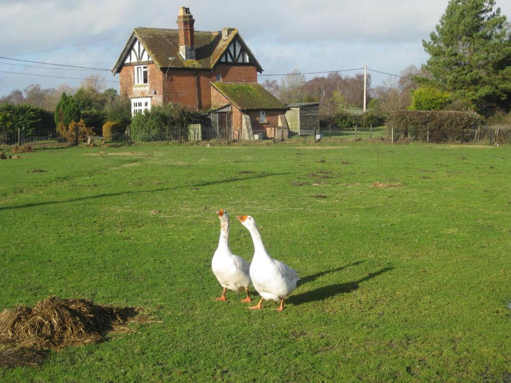 Whitemoor House B&B Lyndhurst Buitenkant foto